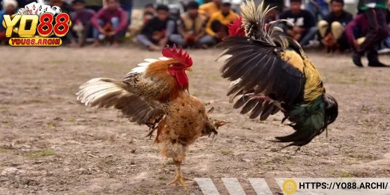 Những thông tin tổng quan về đá gà Philippines