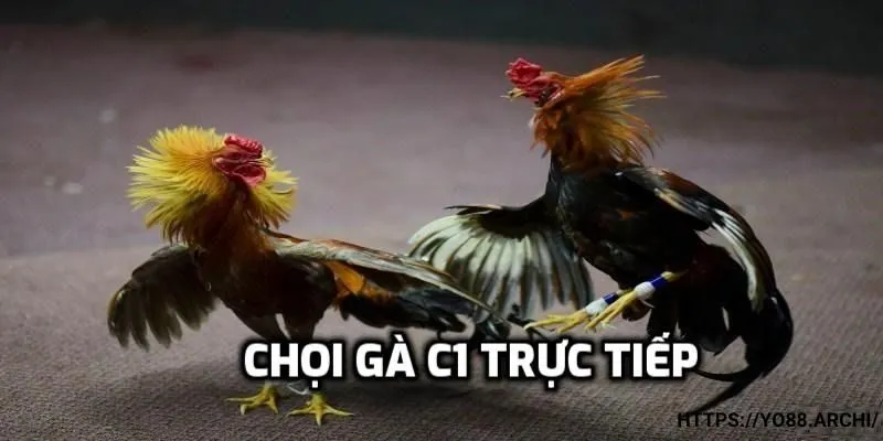 Giới thiệu tổng quan về trực tiếp đá gà C1