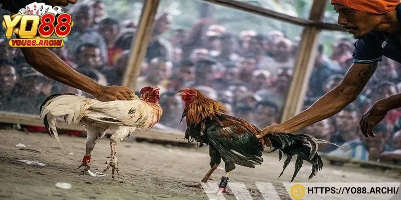 Tổng hợp các chiến kê góp mặt trong đá gà Philippines