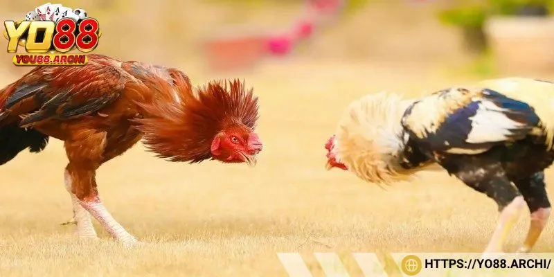 Lưu ý khi theo dõi trực tiếp đá gà
